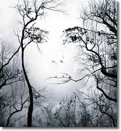 Face in Trees
