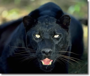 The panther of aggressive male sexual energy when it sees something that it likes and wants badly